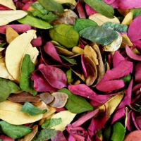 Dried Coloured Leaves - 50g