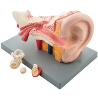 Human Ear