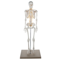 Half Size Skeleton Half Size Skeleton