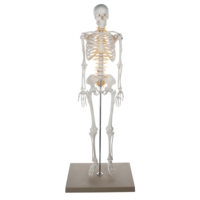 Half Size Skeleton