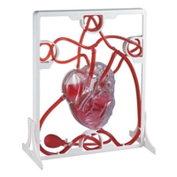 3d Pumping Heart Model 3d Pumping Heart Model
