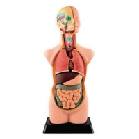 Human Torso Model 11 Parts Human Torso Model 11 Parts