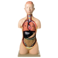 Human Torso Model 8 Parts Human Torso Model 8 Parts
