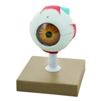 Economy Human Eye Model