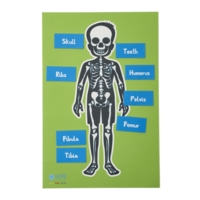 Skeleton Table Top Skeleton Table Top