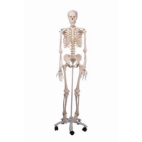 Full Size Plastic Skeleton with Stand