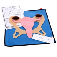 Female Reproductive Display