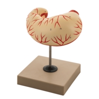Human Stomach Model - Life Size Human Stomach Model - Life Size