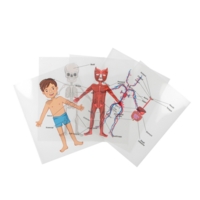 Body Systems Sheets Body Systems Sheets