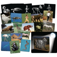 Whats Inside Animals Whats Inside Animals