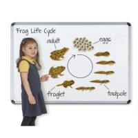 Giant Magnetic Frog Life Cycle Giant Magnetic Frog Life Cycle