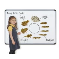 Giant Magnetic Frog Life Cycle