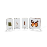 Mini Beasts Butterfly Life Cycle Mini Beasts Butterfly Life Cycle