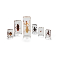 Mini Beasts Insects And Spiders Mini Beasts Insects And Spiders