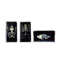 Mini Beast Skeletons Mini Beast Skeletons