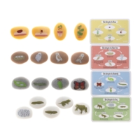 Discovery Stones ? Life Cycles Discovery Stones ? Life Cycles