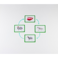 Mammal Life Cycles Magnetic Tiles Mammal Life Cycles Magnetic Tiles