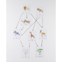 Food Chain African Savannah Magnetic Til Food Chain African Savannah Magnetic Til