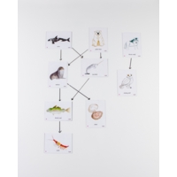 Food Chain Arctic Magnetic Tiles Food Chain Arctic Magnetic Tiles