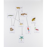 Food Chain Amazon Rainforest Magnetic Ti Food Chain Amazon Rainforest Magnetic Ti