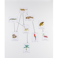 Food Chain Amazon Rainforest Magnetic Ti