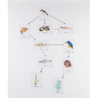 Food Chain UK River Magnetic Tiles Food Chain UK River Magnetic Tiles
