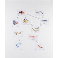 Food Chain UK Ocean Magnetic Tiles Food Chain UK Ocean Magnetic Tiles