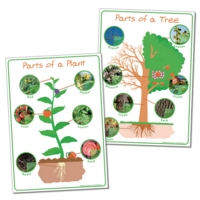 Parts Of Plant And Tree Poster Parts Of Plant And Tree Poster