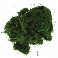 Green Moss In A Bag 100g
