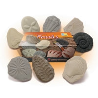 Play And Explore Fossils