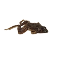 Rana Temporaria (frog) Embalmed Rana Temporaria (frog) Embalmed