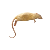 Rat - Plain Embalmed