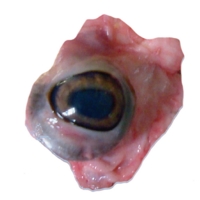 Sheep Eyes Sheep Eyes