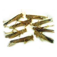 Locust Preserved Locust Preserved