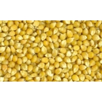 Maize Seeds Maize Seeds