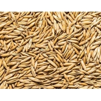 Oat Seeds Oat Seeds