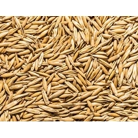 Oat Seeds