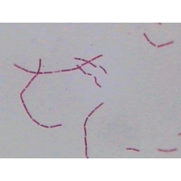 Bacillus Megatherium W.m. Gram Bacillus Megatherium W.m. Gram