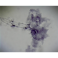 Amoeba Proteus Selected Specimens