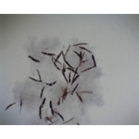 Euglena Viridis (z.1-20) Euglena Viridis (z.1-20)