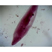 Paramecium Caudatum (z.1-30) Paramecium Caudatum (z.1-30)