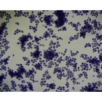 Saccharomyces Cerevisaebudding (b.2-300 Saccharomyces Cerevisaebudding (b.2-300