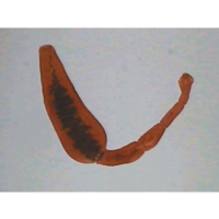 Echinococcus Granulosus W.m. (z.4-330) Echinococcus Granulosus W.m. (z.4-330)