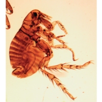 Mites. W.m. (z.7-39) Mites. W.m. (z.7-39)