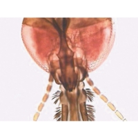 Anopheles Female Adult Mouthparts. W. Anopheles Female Adult Mouthparts. W.