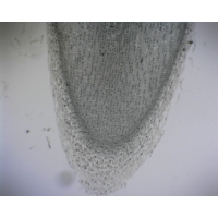 Vicia L.s Root Tip For Mitosis (b8-109) Vicia L.s Root Tip For Mitosis (b8-109)