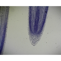 Allium Root Tip Stained For Mitosis
