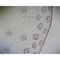 Zea T.s. And L.s. Stem B8-287 Zea T.s. And L.s. Stem B8-287