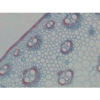 Potamogeton T.s.stem Hydrophyte B.8-2 Potamogeton T.s.stem Hydrophyte B.8-2