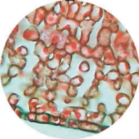 Buxus Lower Epidermis Showing Stomata Buxus Lower Epidermis Showing Stomata